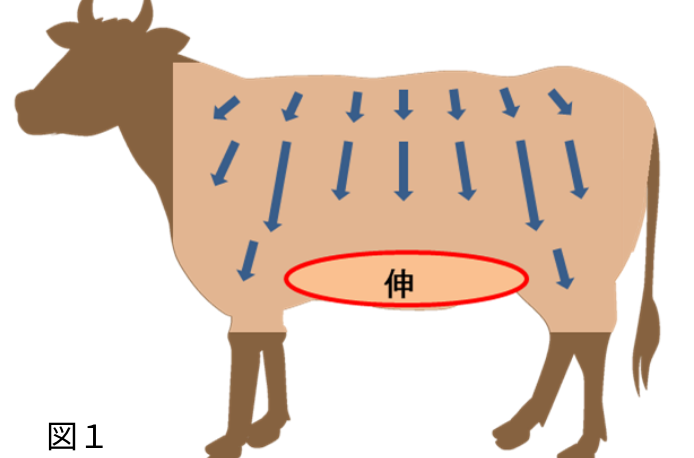 一般的な牛の革の伸び方向についての性質